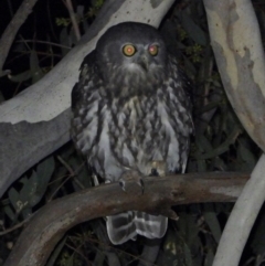 Ninox connivens at Wodonga, VIC - 19 Mar 2021