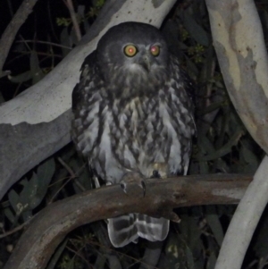 Ninox connivens at Wodonga, VIC - suppressed