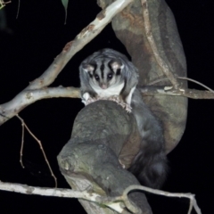 Petaurus norfolcensis (Squirrel Glider) at Horseshoe Lagoon and West Albury Wetlands - 19 Mar 2021 by WingsToWander