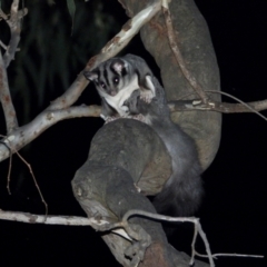 Petaurus norfolcensis at West Albury, NSW - 19 Mar 2021 08:27 PM