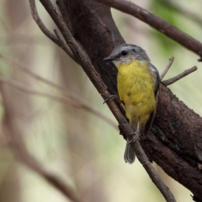 Eopsaltria australis (Eastern Yellow Robin) at Wonga Wetlands - 18 Mar 2021 by WingsToWander