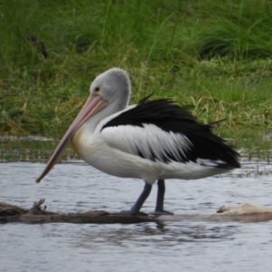 Pelecanus conspicillatus at Fyshwick, ACT - 17 Mar 2021