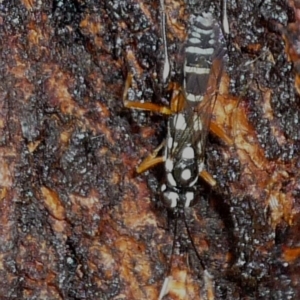 Ichneumonidae (family) at Evatt, ACT - 17 Mar 2021 03:00 PM