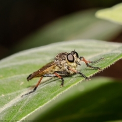 Zosteria rosevillensis (A robber fly) at Acton, ACT - 19 Mar 2021 by Roger