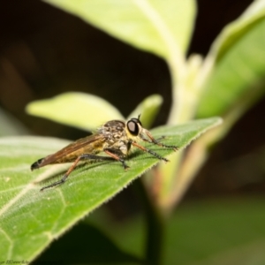 Zosteria rosevillensis at Acton, ACT - 19 Mar 2021 01:16 PM