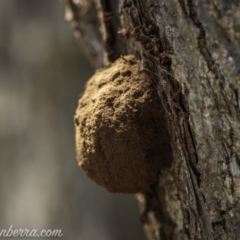 Reticularia sp. (genus) (A slime mould) at Hughes, ACT - 13 Dec 2020 by JonSteinbeck
