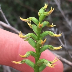 Corunastylis cornuta at O'Connor, ACT - 20 Mar 2021