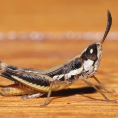 Macrotona securiformis (Inland Macrotona) at Evatt, ACT - 15 Mar 2021 by TimL