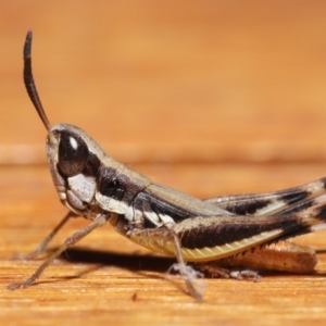 Macrotona securiformis at Evatt, ACT - 15 Mar 2021