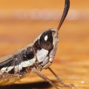 Macrotona securiformis at Evatt, ACT - 15 Mar 2021