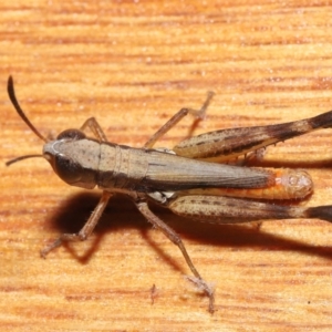 Macrotona securiformis at Evatt, ACT - 15 Mar 2021