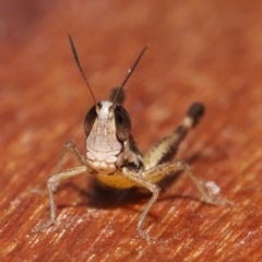 Macrotona securiformis at Evatt, ACT - 15 Mar 2021 05:24 PM