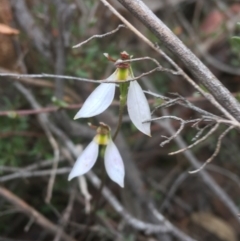 Eriochilus cucullatus (Parson's Bands) at O'Connor, ACT - 19 Mar 2021 by Ned_Johnston