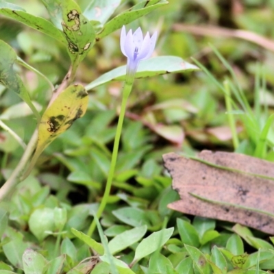 Isotoma fluviatilis subsp. australis (Swamp Isotome) at Wodonga, VIC - 19 Mar 2021 by KylieWaldon