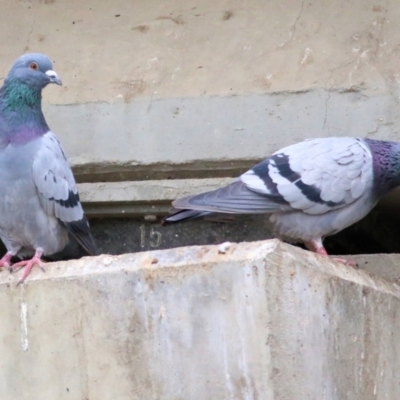 Columba livia (Rock Dove (Feral Pigeon)) at Wodonga - 19 Mar 2021 by Kyliegw