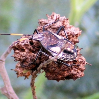 Unidentified Shield, Stink or Jewel Bug (Pentatomoidea) at West Wodonga, VIC - 8 Mar 2021 by Kyliegw