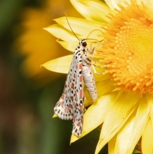 Utetheisa pulchelloides at Acton, ACT - 19 Mar 2021