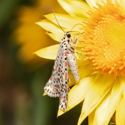 Utetheisa pulchelloides (Heliotrope Moth) at ANBG - 19 Mar 2021 by Roger