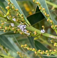 Melanococcus albizziae (Acacia Mealybug) at Murrumbateman, NSW - 20 Mar 2021 by SimoneC