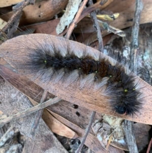 Anthela canescens at Murrumbateman, NSW - 20 Mar 2021