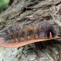 Anthela canescens at Murrumbateman, NSW - 20 Mar 2021