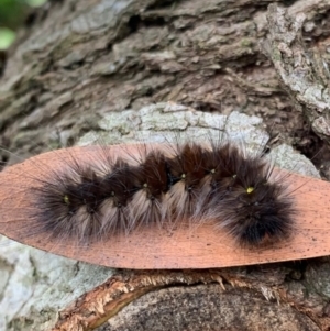 Anthela canescens at Murrumbateman, NSW - 20 Mar 2021