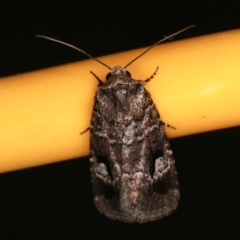 Thoracolopha flexirena at Melba, ACT - 8 Mar 2021 12:02 AM