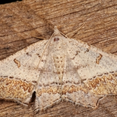 Dissomorphia australiaria (Dashed Geometrid, Ennominae) at Melba, ACT - 7 Mar 2021 by kasiaaus