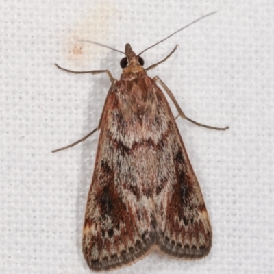 Achyra affinitalis (Cotton Web Spinner, Pyraustinae) at Melba, ACT - 8 Mar 2021 by kasiaaus