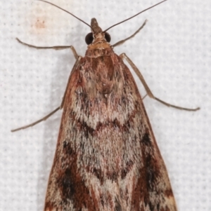 Achyra affinitalis at Melba, ACT - 8 Mar 2021 01:00 AM