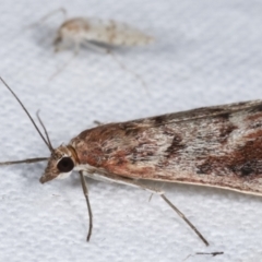 Achyra affinitalis at Melba, ACT - 8 Mar 2021 01:00 AM