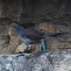 Menura novaehollandiae (Superb Lyrebird) at Namadgi National Park - 16 Mar 2021 by ChrisHolder