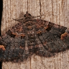 Epyaxa sodaliata (Sodaliata Moth, Clover Moth) at Melba, ACT - 7 Mar 2021 by kasiaaus