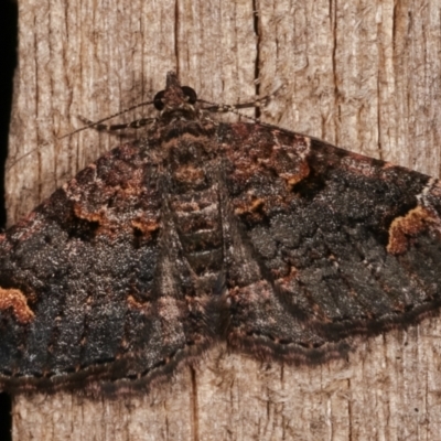 Epyaxa sodaliata (Sodaliata Moth, Clover Moth) at Melba, ACT - 7 Mar 2021 by kasiaaus