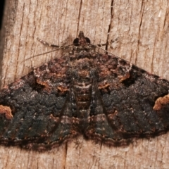 Epyaxa sodaliata at Melba, ACT - 8 Mar 2021 01:09 AM