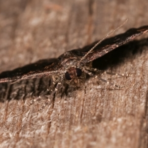 Epyaxa sodaliata at Melba, ACT - 8 Mar 2021