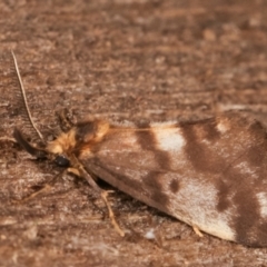 Anestia (genus) (A tiger moth) at Melba, ACT - 7 Mar 2021 by kasiaaus