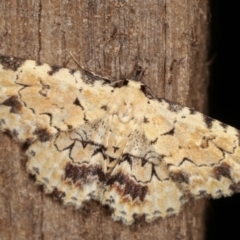 Sandava scitisignata (A noctuid moth) at Melba, ACT - 8 Mar 2021 by kasiaaus