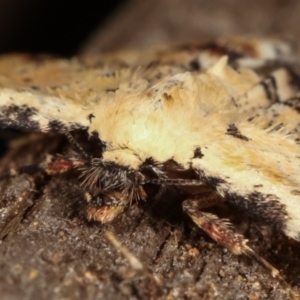 Sandava scitisignata at Melba, ACT - 8 Mar 2021 10:55 PM