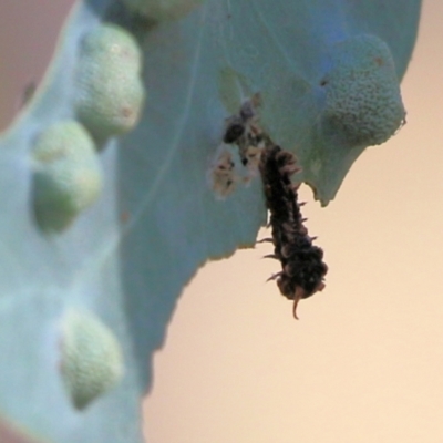 Unidentified True fly (Diptera) at Wodonga, VIC - 6 Mar 2021 by Kyliegw