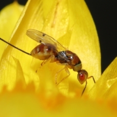 Megastigmus sp. (genus) (Parasitic wasp) at ANBG - 18 Mar 2021 by TimL