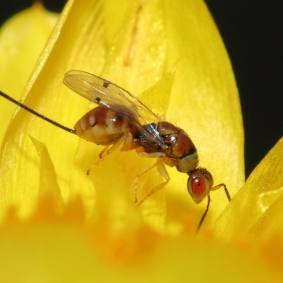 Megastigmus sp. (genus) (Parasitic wasp) at ANBG - 18 Mar 2021 by TimL