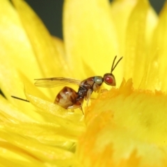 Megastigmus sp. (genus) at Acton, ACT - 19 Mar 2021