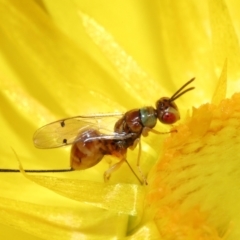 Megastigmus sp. (genus) at Acton, ACT - 19 Mar 2021 10:58 AM