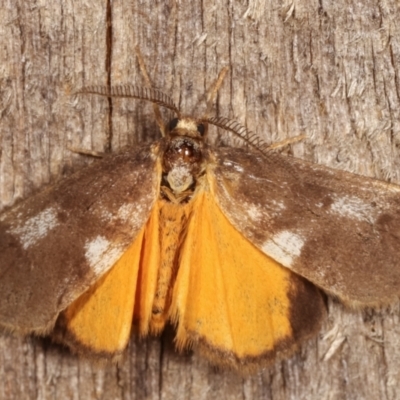 Anestia (genus) (A tiger moth) at Melba, ACT - 8 Mar 2021 by kasiaaus