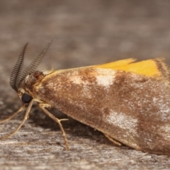 Anestia (genus) at Melba, ACT - 8 Mar 2021 11:01 PM