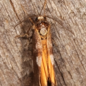 Anestia (genus) at Melba, ACT - 8 Mar 2021 11:01 PM