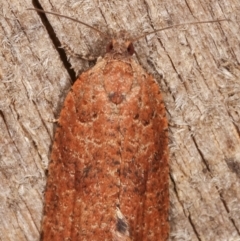 Epiphyas ashworthana (Ashworth's Tortrix) at Melba, ACT - 8 Mar 2021 by kasiaaus