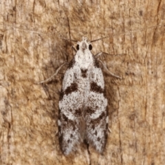 Oxythecta hieroglyphica (A scat moth) at Melba, ACT - 8 Mar 2021 by kasiaaus