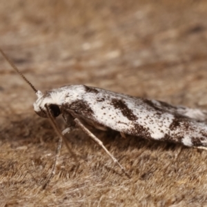 Oxythecta hieroglyphica at Melba, ACT - 8 Mar 2021 11:16 PM